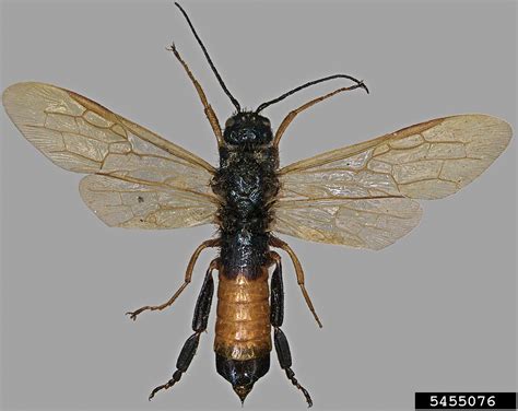 Sirex woodwasp, Sirex noctilio (Hymenoptera: Siricidae) - 5455076