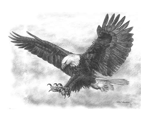 eagle sketch | ... ://www.zazzle.com/bald_eagle_pencil_drawing_poster-228680868615095595 | Eagle ...