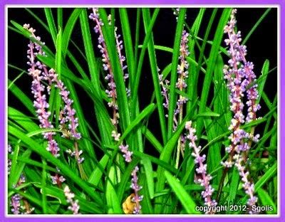 Yard and Garden Secrets: Landscaping with Liriope Border Grass