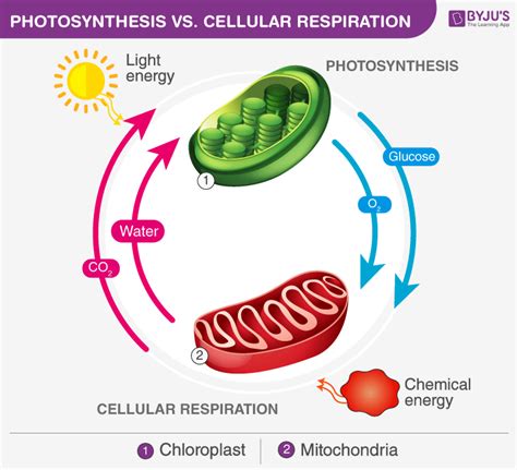 How Are Photosynthesis and Cellular Respiration Connected? - BYJU'S