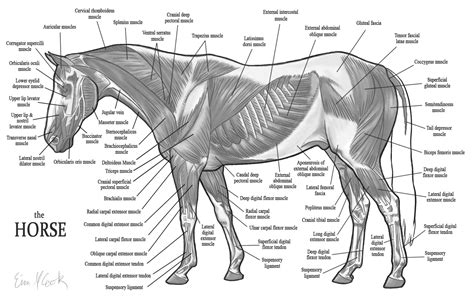 Free photo: Horse Muscles - Animal, Farm, Horse - Free Download - Jooinn