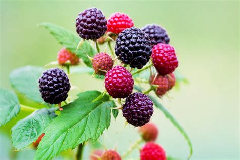 50 WHITEBARK Black RASPBERRY Western Blackcap Raspberry Rubus Leucoder ...