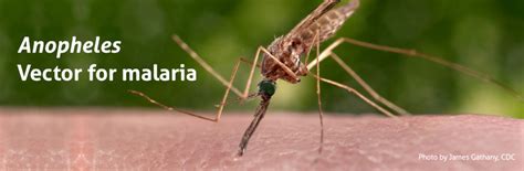 Malaria mosquitoes (Anopheles) – Biogents AG