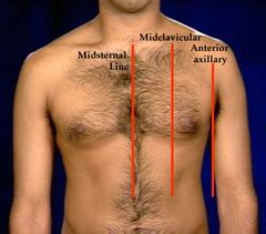 quiz 3 - thoracic topography and the female breast flashcards | Quizlet