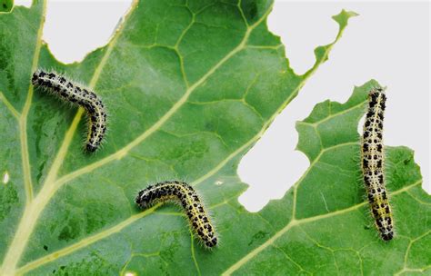 How To Prevent Caterpillars: Controlling Caterpillars In The Garden ...