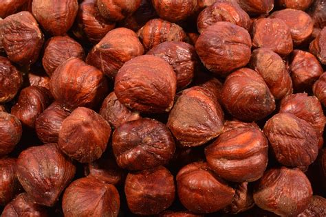 Filberts, Extra Large (Turkish)-1 lb. - Filberts (Hazelnuts) - NUTS BY THE POUND