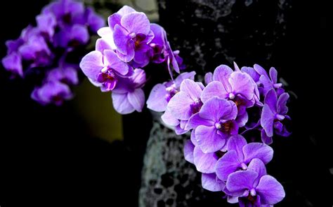 Purple Orchid Wallpapers - Wallpaper Cave