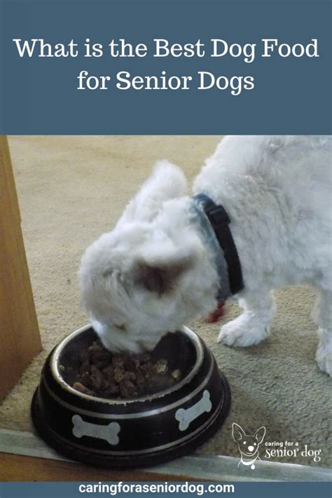 What is the Best Dog Food for Senior Dogs? The choice might not be as simple as you think ...