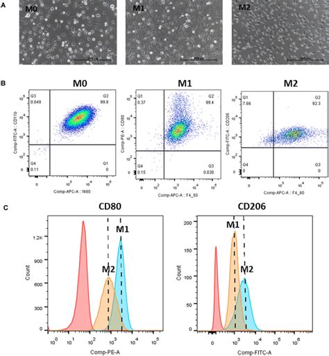 Characterization of murine bone marrow-derived macrophage phenotype ...