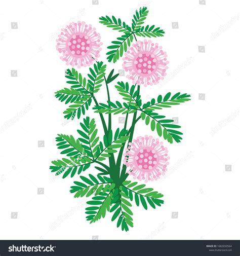 6,766 Mimosa Pudica Flowers Garden Images, Stock Photos & Vectors ...