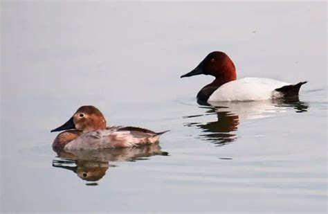 Canvasback - Description, Habitat, Image, Diet, and Interesting Facts