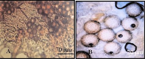 Every ascus has 8 ascospores and the ascus membrane disappears after ...