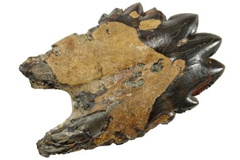 Rare, 3.6" Fossil Basilosaurus Tooth - South Carolina (#176133) For Sale - FossilEra.com