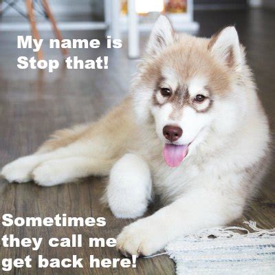 Droll Husky Puppies Meme - l2sanpiero