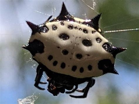 Georgia Spiders: Pictures and Spider Identification - Green Nature