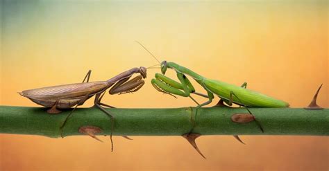 Male vs Female Praying Mantis: What are the Differences? - A-Z Animals