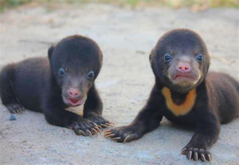 Two precious little orphan Sun bear cubs being cared for by freethebears.org in their Cambodia ...