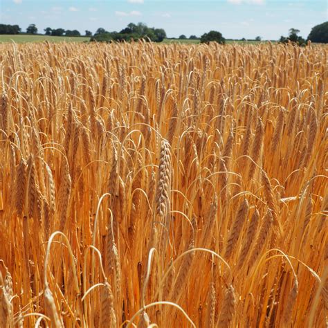 Growing Barley For Malting in Norfolk, UK | Maris Otter Winter Barley