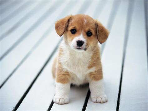 Dogs Cute Wallpapers - Wallpaper Cave