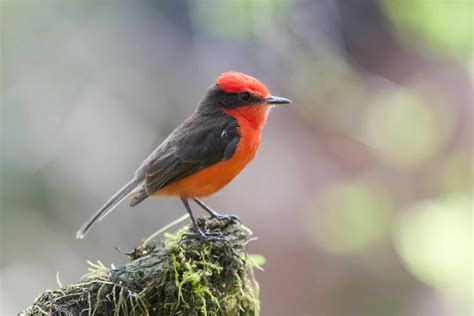 Vermilion Flycatcher - A-Z Animals