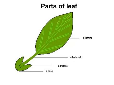 Leaf as a lateral organ of stalk. Morphology and anatomy. Metamorphosis of leaf - online ...