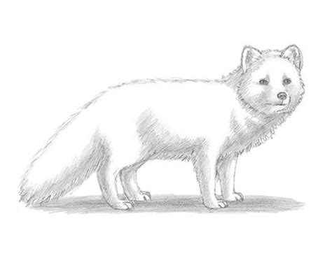 How to Draw an Animals | Arctic fox, Easy animal drawings, Fox drawing