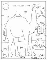 Free CAMEL Coloring Pages For Download Printable PDF sketch template