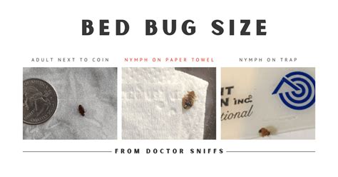 How Big Are Bed Bugs? A Quick Guide to Their Size