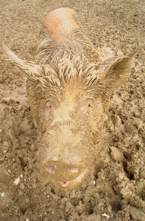 Mud, Mud, glorious Mud! | Tamworth pig, Little pigs, Farm animals