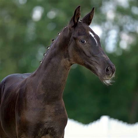 15th Westphalian Online-Auction - Foals for Dressage | HORSE24