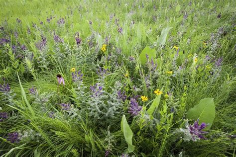 Dry Prairie Seed Mix | Pure Air Natives