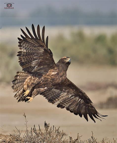 Eastern Imperial Eagle – Sardar Photography | Wildlife Landscape Professional Photos In Karachi