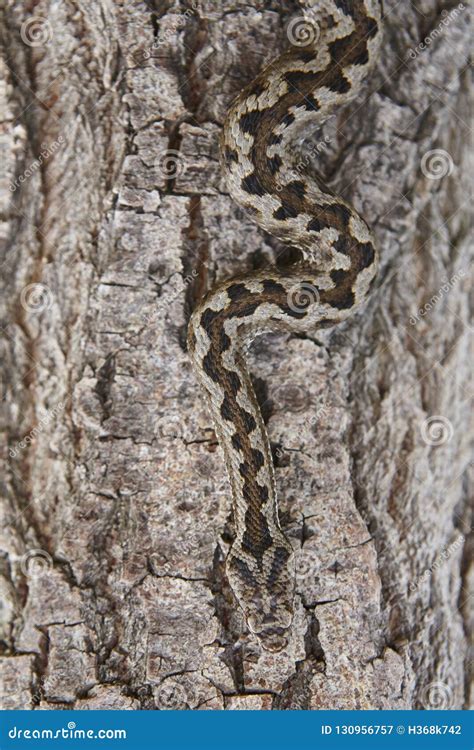 Snake Camouflage. Vipera Aspis Detail on a Trunk Surface Stock Image - Image of pattern, nature ...