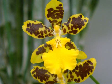 Oncidium Makalii