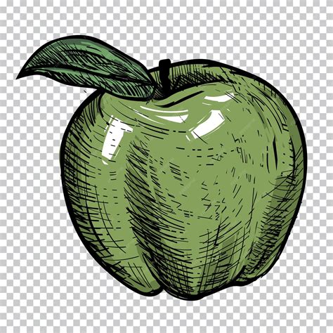 Premium Vector | Apple drawing, a green apple, a green apple, a leaf, a ...