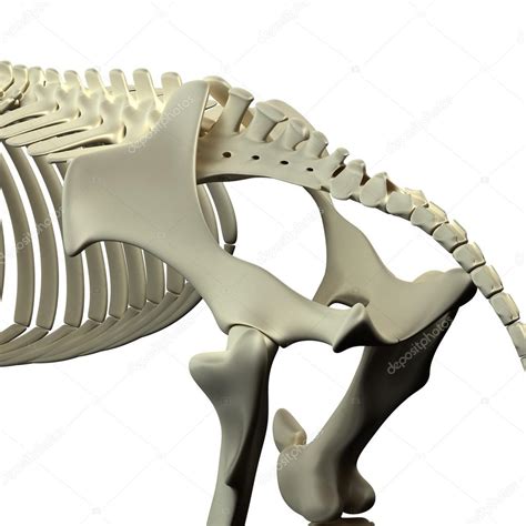 Horse Pelvis - Horse Equus Anatomy - isolated on white Stock Photo by ...