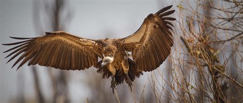 Vulture | African Wildlife Foundation