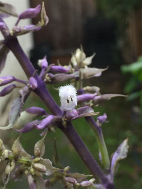 Photo of Salvia Divinorum flower with two seeds. : r/Salvia