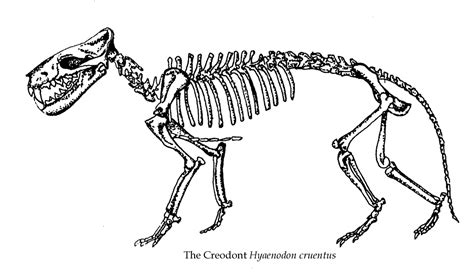 Hyaenodon