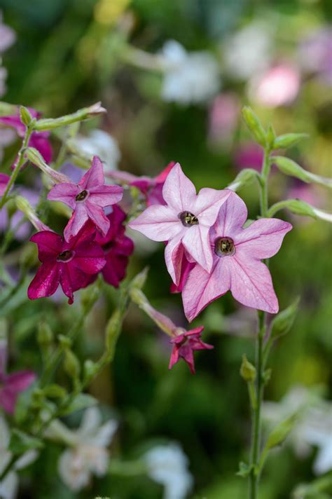 Nicotiana: what is a tobacco plant and how to grow it - Gardens Illustrated