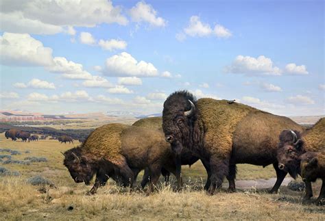 buffalo diorama AMNH | American bison, Natural history, Museums in nyc