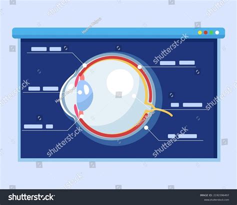 Human Eye Diagram Explaining Explain Anatomy Stock Vector (Royalty Free ...