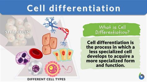 Cell differentiation - Definition and Examples - Biology Online Dictionary