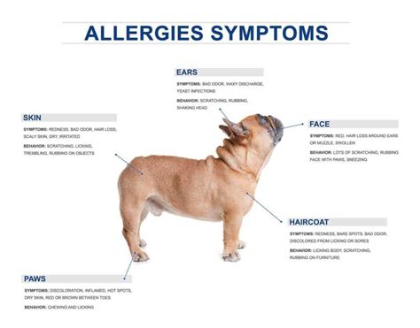 French Bulldog Genetic Problems