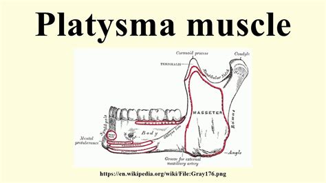 Platysma muscle - YouTube