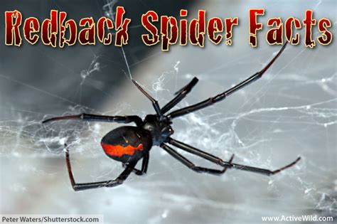 Redback Spider Facts For Kids & Adults: Pictures, Information & Video