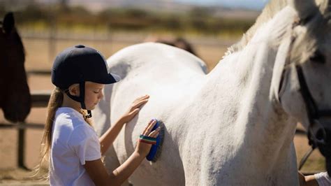 Horse Grooming | How To Groom A Horse, Grooming a Horses, Guide