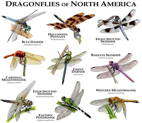 Unframed Prints, Wall Art Prints, Poster Prints, Insect Identification, Dragon Flys, Art Et ...