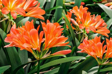 Fire Lily: Indoor Plant Care & Growing Guide