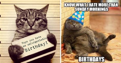 Happy Birthday Memes With Funny Cats Dogs And Animals Happy Birthday ...